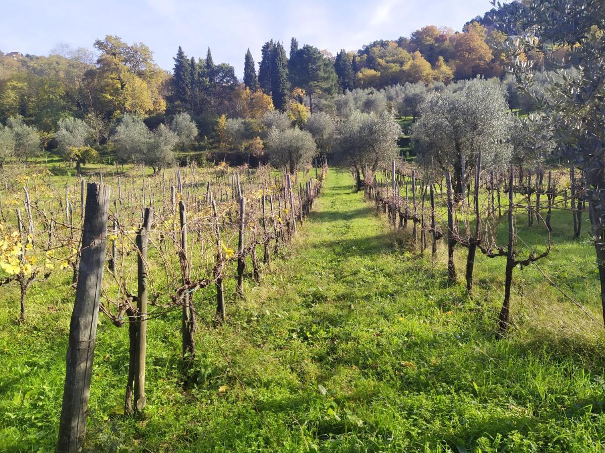 Fattoria Di Caticciano, Elegante Affittacamere Relax E Natura Vicino Firenze Pelago Bagian luar foto